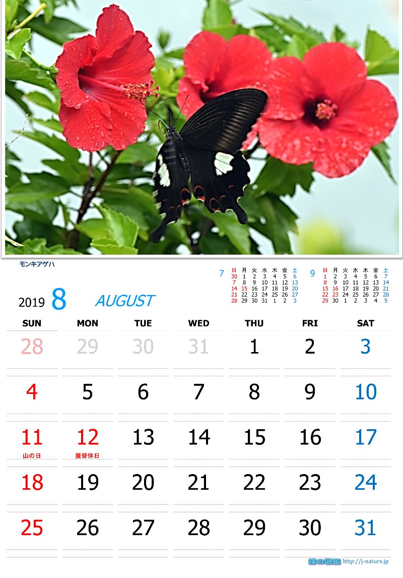 蝶の図鑑 オリジナルカレンダー 19年8月