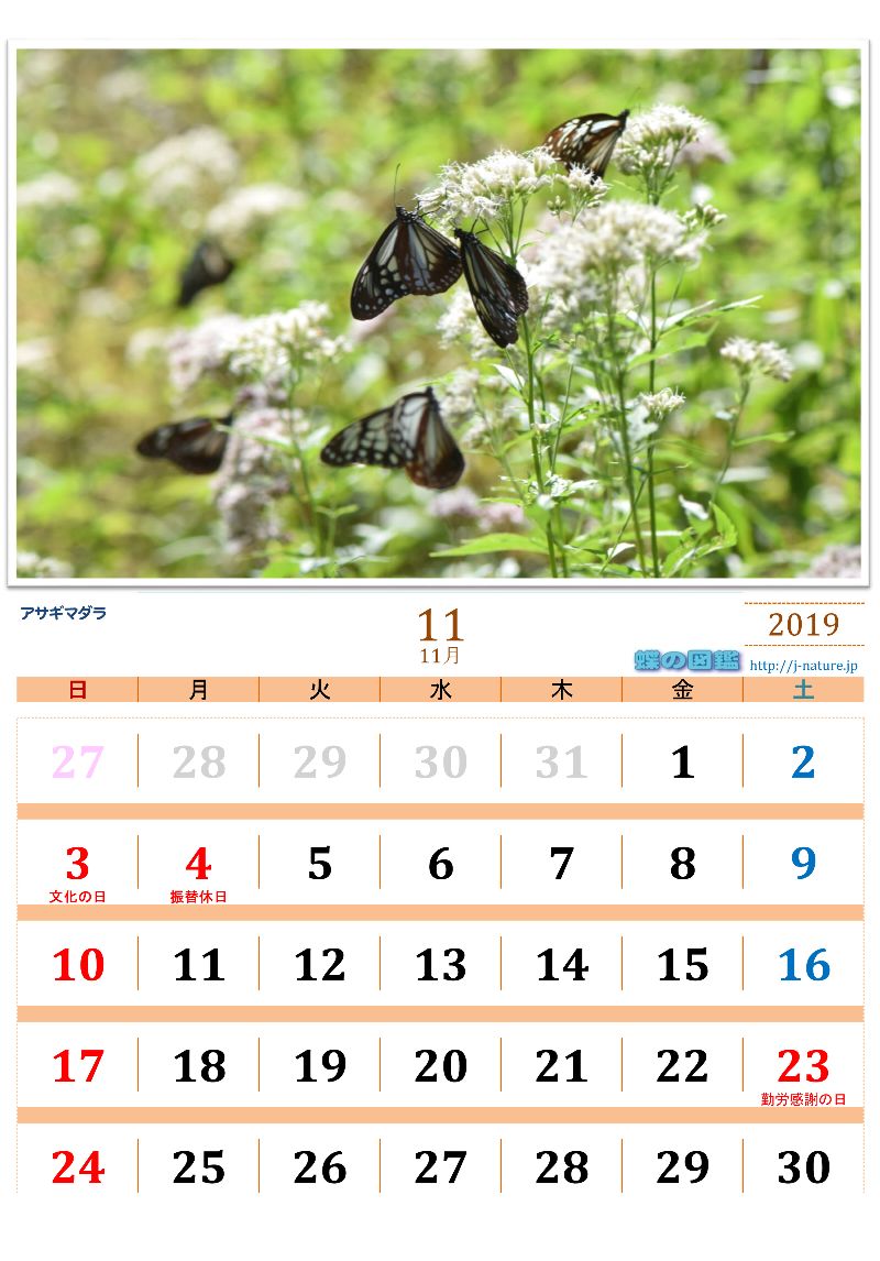 蝶の図鑑 オリジナルカレンダー 19年11月